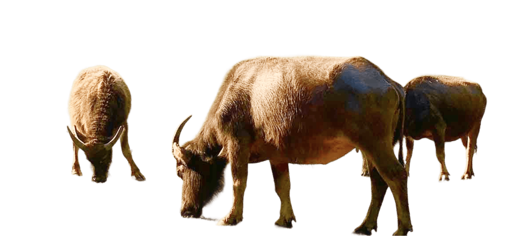 Buffaloes grazing Cao Bang