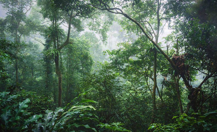 Lost in Clouds, Found in Peace at Ba Vi National Park