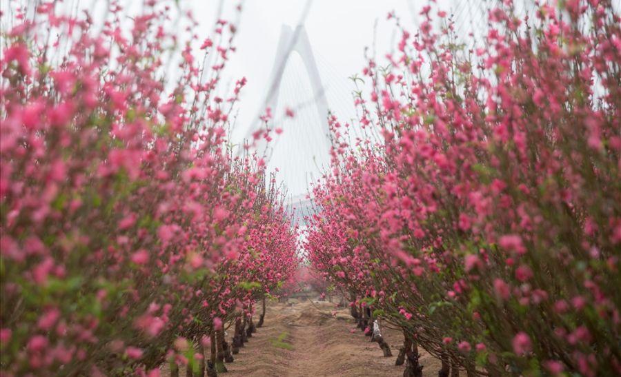 Hanoi in Spring: Weather, Best Experiences & Travel Tips