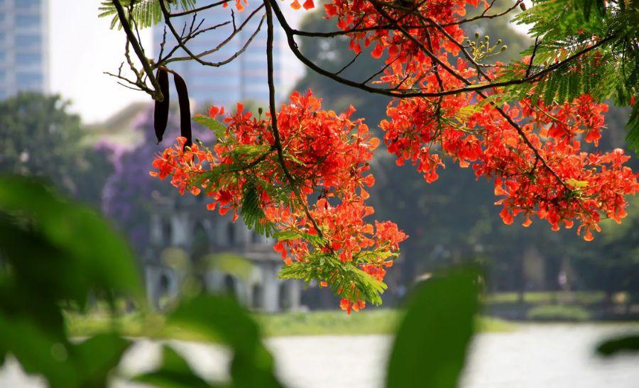 Summer in Hanoi Travel Guide: Best Ways to Beat the Heat