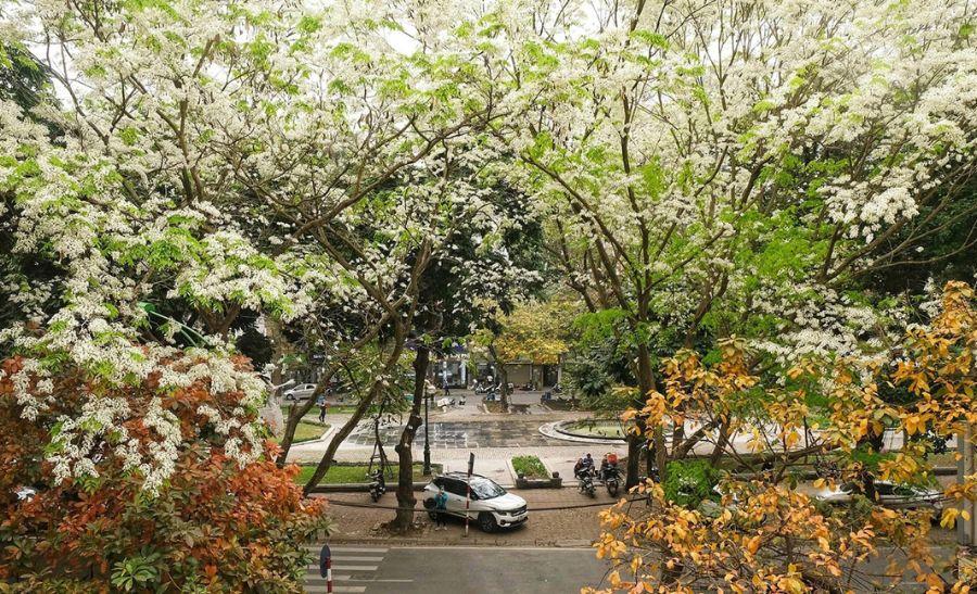Hanoi In March: Chase the Sun & Spring’s Best Blooms
